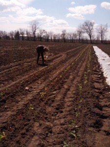 Transplanting