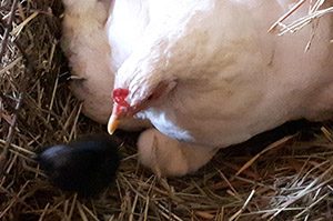 Hens
