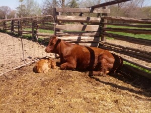 IMG_20130504_115423