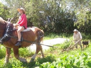 IMG_20130713_120553