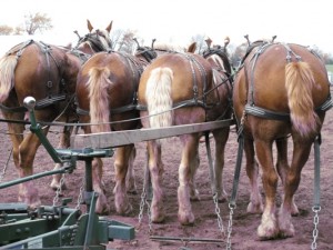 Resting the real workers @ the draft horse demo!