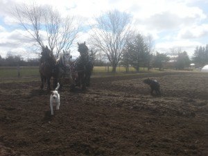 Team and dogs