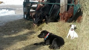 dogs and cows