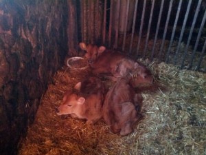 fanny's calf