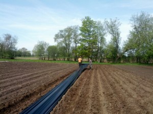 laying plastic