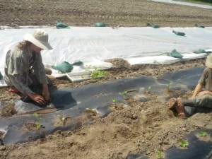 planting peppers