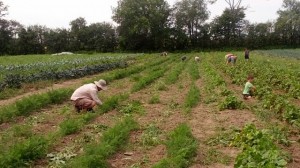 weeding small